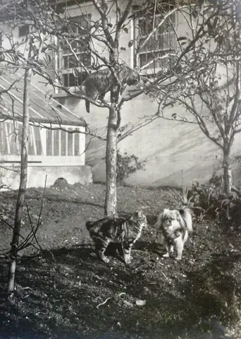 Sự Thật Đằng Sau Bức Tranh Chó Cưng Của Nữ Hoàng Anh - Ảnh 2. Sự Thật Đằng Sau Bức Tranh Chó Cưng Của Nữ Hoàng Anh - Ảnh 2.