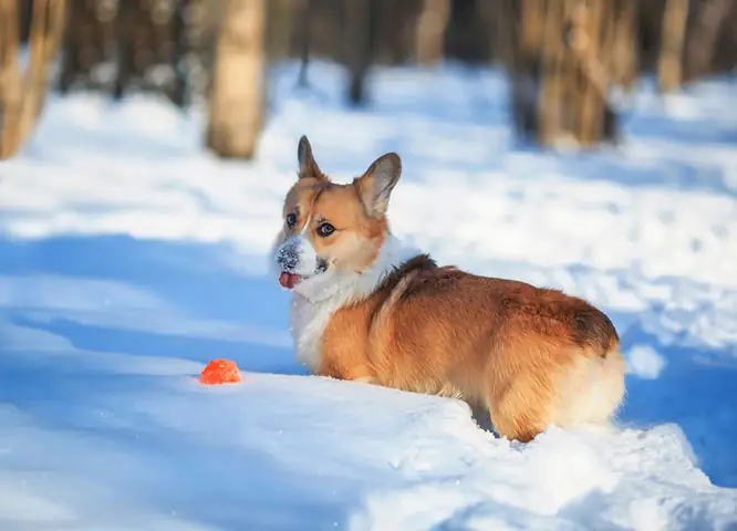Chó Không Đuôi Corgi Mang Dáng Vẻ Ngộ Nghĩnh Chó Không Đuôi Corgi Mang Dáng Vẻ Ngộ Nghĩnh