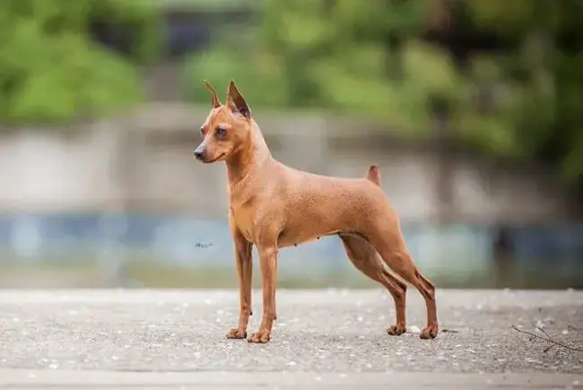 Chó Cụt Đuôi Tự Nhiên Là Gì? Đặc Điểm, Nguyên Nhân Và Các Loài Chó Đuôi Ngắn Trên Thế Giới