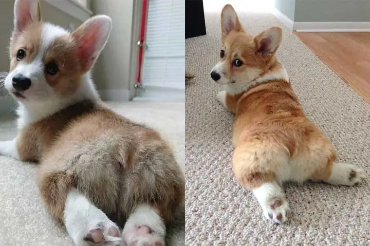 Chó Cụt Đuôi Tự Nhiên Là Gì? Đặc Điểm, Nguyên Nhân Và Các Loài Chó Đuôi Ngắn Trên Thế Giới