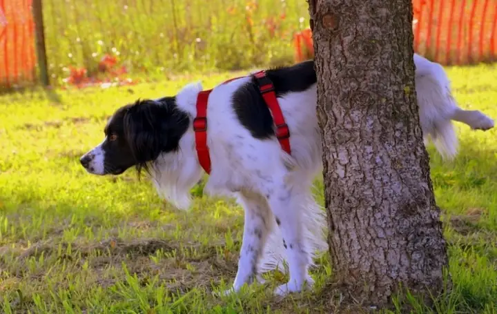 Chó Đánh Dấu Lãnh Thổ Trong Nhà Hay Không?