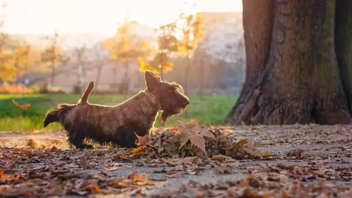 Tại Sao Chó Đánh Dấu Lãnh Thổ?