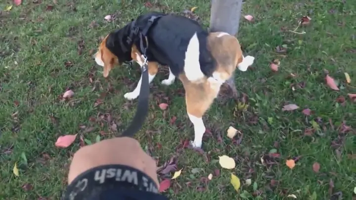 Phân Biệt Chó Đánh Dấu Lãnh Thổ Và Vấn Đề Về Tiết Niệu