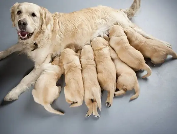 Vì Sao Bạn Cần Nắm Dấu Hiệu Chó Sắp Đẻ Của Chó? Vì Sao Bạn Cần Nắm Dấu Hiệu Chó Sắp Đẻ Của Chó?