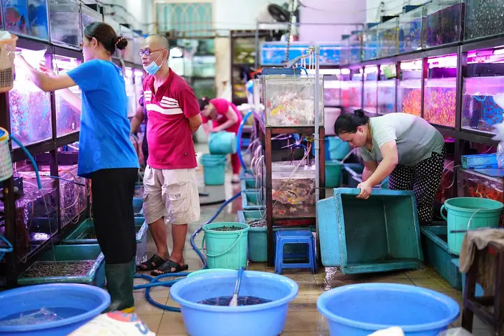 Chợ Đầu Mối Cá Cảnh Tphcm Chợ Đầu Mối Cá Cảnh Tphcm