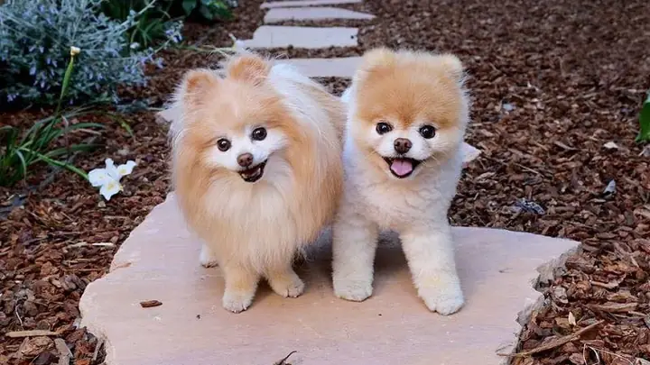 4chó Pomeranian (chó Phốc Sóc) 4chó Pomeranian (chó Phốc Sóc)