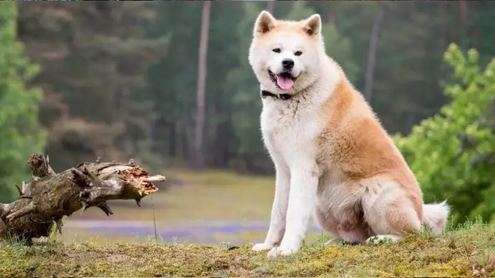 7chó Akita Inu 7chó Akita Inu