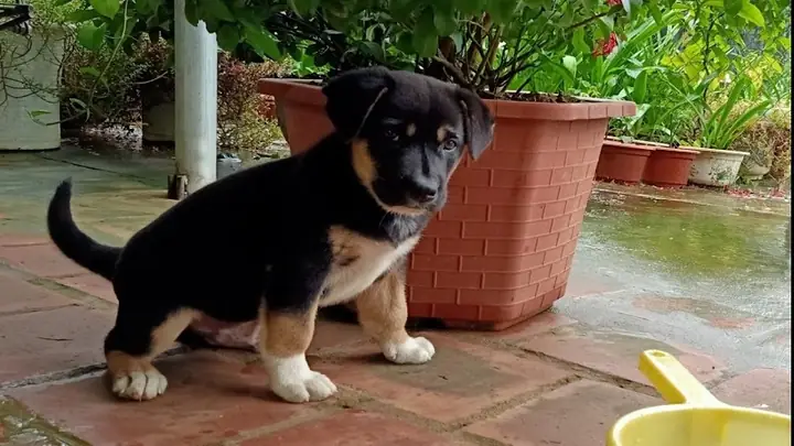 Chó Đen 4 Chân Trắng: Đặc Điểm, Ý Nghĩa Và Kinh Nghiệm Chăm Sóc Toàn Diện