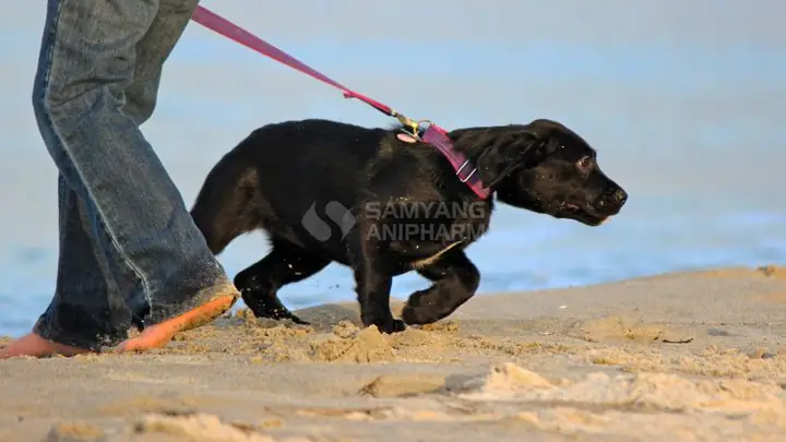 Mẹo Khắc Chế Hành Vi Dậy Thì Ở Chó Mẹo Khắc Chế Hành Vi Dậy Thì Ở Chó