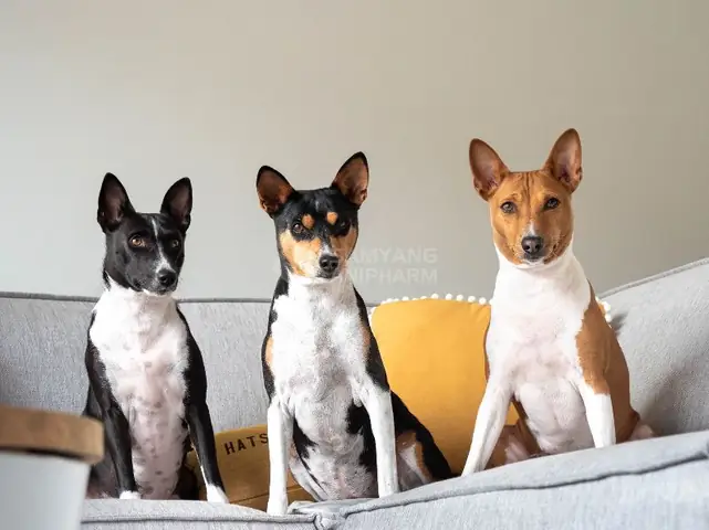 Chó Bắt Đầu Tuổi Dậy Thì Khi Nào? Chó Bắt Đầu Tuổi Dậy Thì Khi Nào?