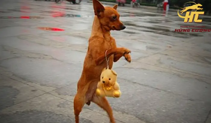 Cách Dạy Chó Đi Bằng 2 Chân Sau Cách Dạy Chó Đi Bằng 2 Chân Sau