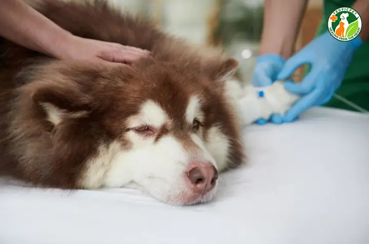 Đưa Chó Đến Bác Sĩ Thú Y Để Chẩn Đoán Chính Xác