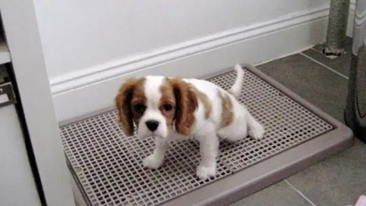 Cách Dạy Chó Đi Vệ Sinh Vào Khay, Bồn Cầu Cách Dạy Chó Đi Vệ Sinh Vào Khay, Bồn Cầu