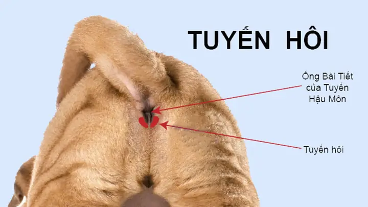 Chó Đổ Mồ Hôi Ở Đâu? Cơ Chế Điều Hòa Thân Nhiệt Của Loài Vật Trung Thành