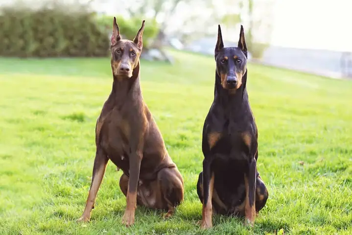 Chó Doberman Có Dữ Không?