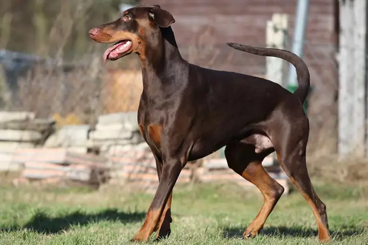 Chó Doberman Rất Trung Thành