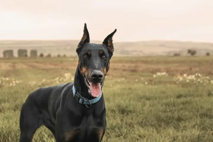 Chó Doberman Dễ Mắc Các Bệnh Lý Do Di Truyền
