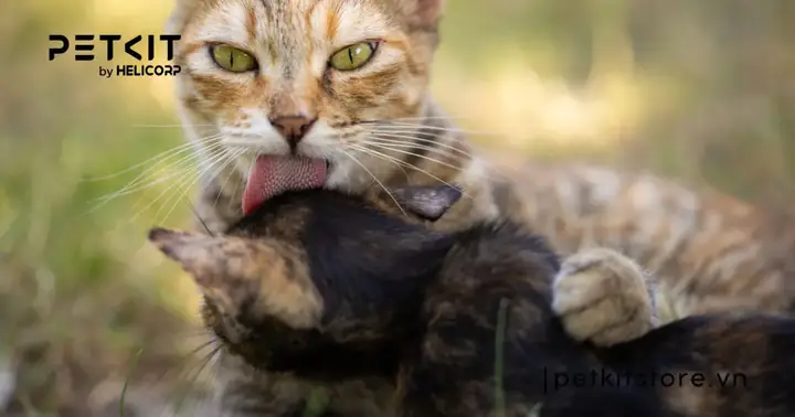 Cách Giải Quyết Khi Mèo Đực Không Chịu Phối Cách Giải Quyết Khi Mèo Đực Không Chịu Phối