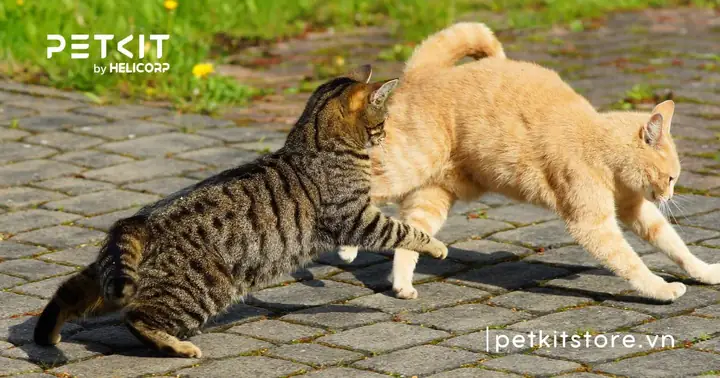 Dấu Hiệu Nhận Biết Mèo Đực Không Muốn Phối Giống Dấu Hiệu Nhận Biết Mèo Đực Không Muốn Phối Giống