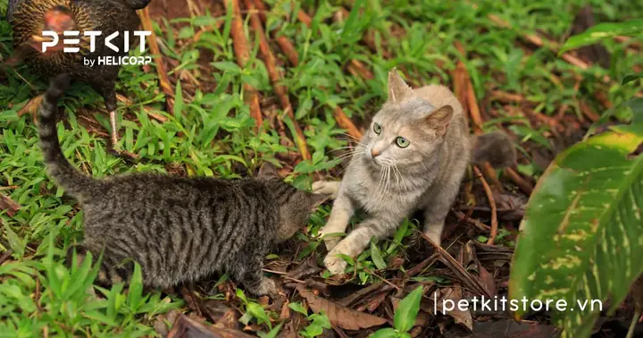Dấu Hiệu Nhận Biết Mèo Đực Không Muốn Phối Giống Dấu Hiệu Nhận Biết Mèo Đực Không Muốn Phối Giống