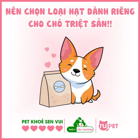Chế Độ Dinh Dưỡng Cho Chó Sau Khi Triệt Sản
