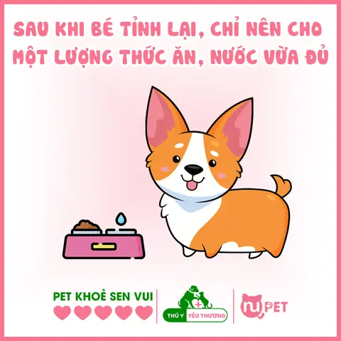 Cho Chó Ăn Và Uống Lượng Nhỏ
