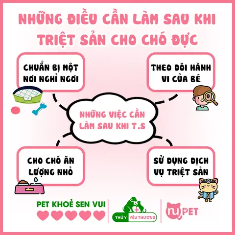 Những Điều Cần Làm Sau Khi Triệt Sản Cho Chó Đực