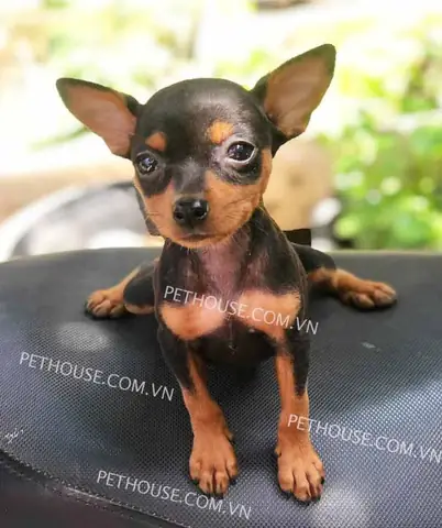 Chó Fox Mini Hà Nội: Hướng Dẫn Toàn Diện Từ A-z Về Đặc Điểm, Chăm Sóc Và Mua Bán