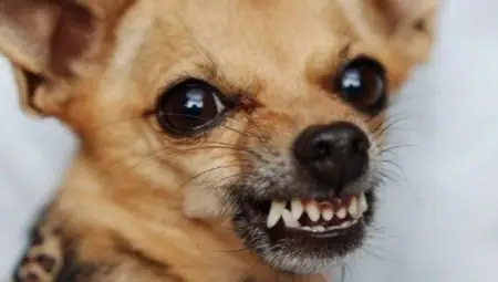 Hiểu Và Xử Lý Hiện Tượng Chó Gầm Gừ Với Chủ Nhân