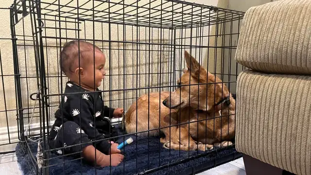 Hiểu Và Xử Lý Hiện Tượng Chó Gầm Gừ Với Chủ Nhân