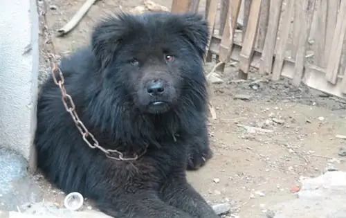 Giống Chó Bắc Hà