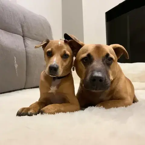 Liên Hệ Và Tìm Hiểu Thêm Về Chó Cảnh Liên Hệ Và Tìm Hiểu Thêm Về Chó Cảnh