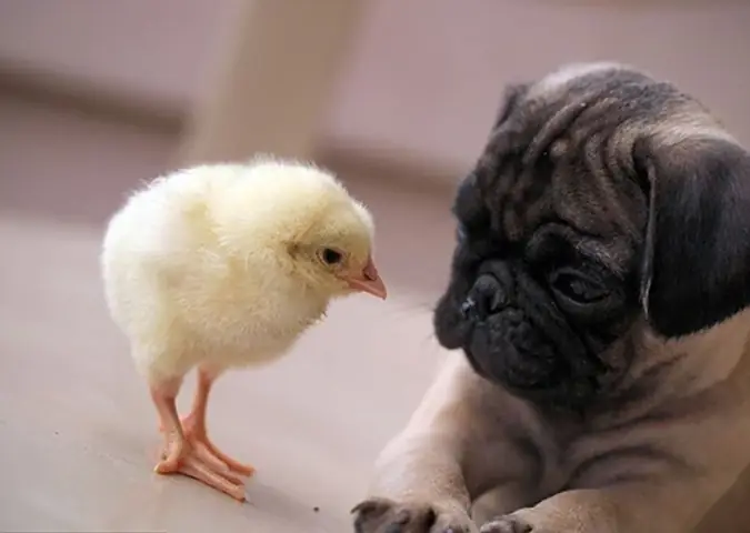 Chó Giống Cha Hay Mẹ? Giải Mã Di Truyền & Sự Đa Dạng Ở Chó Con Chó Giống Cha Hay Mẹ? Giải Mã Di Truyền & Sự Đa Dạng Ở Chó Con