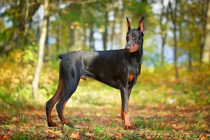 Doberman Pinscher: Chiến Binh Trung Thành