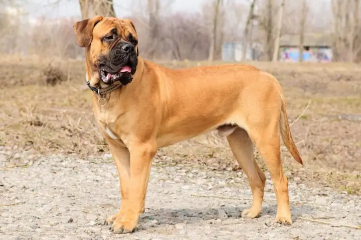 Bullmastiff: Người Gác Cổng Thầm Lặng