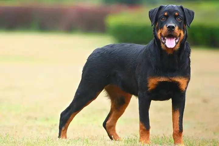 Rottweiler: Năng Lực Bảo Vệ Cao