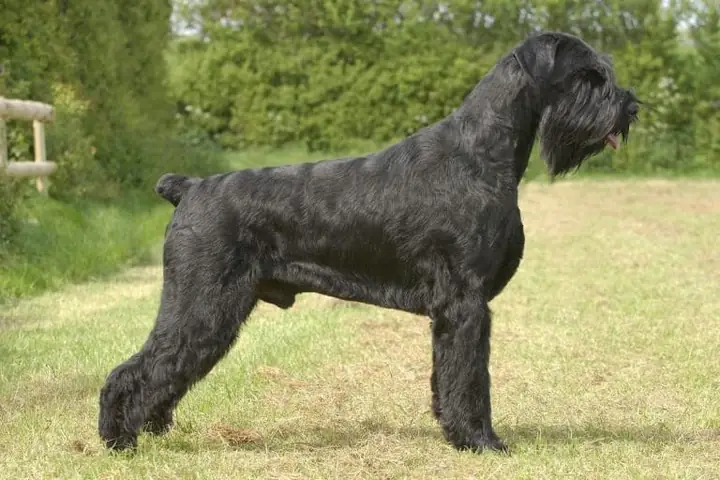 Giant Schnauzer: Cảnh Giác Với Người Lạ
