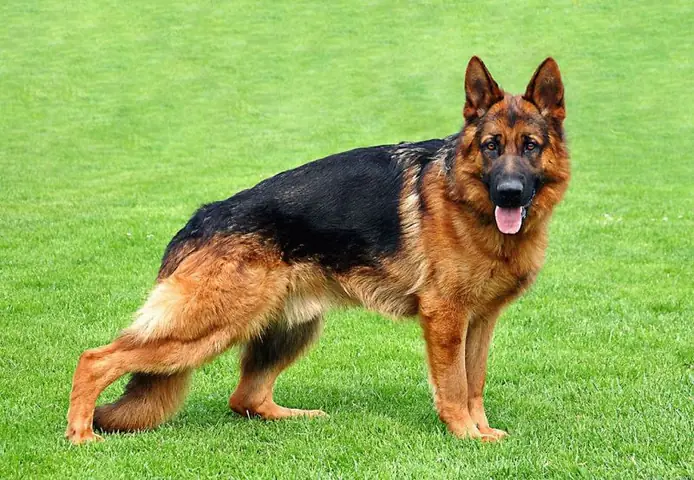 Becgie (german Shepherd): Thông Minh & Dễ Huấn Luyện