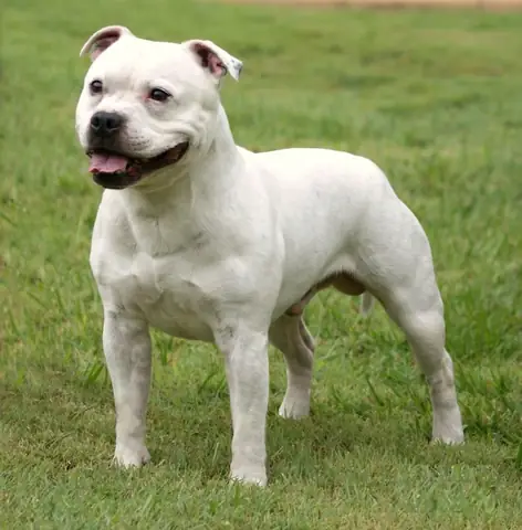Staffordshire Bull Terrier: Mạnh Mẽ & Quyết Đoán