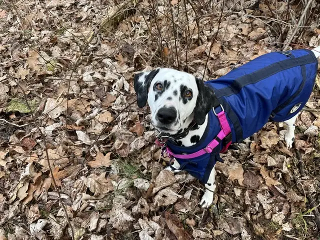 Chó Giữ Nhà Tiếng Anh Là Gì? (guard Dog Vs. Watch Dog) Chó Giữ Nhà Tiếng Anh Là Gì? (guard Dog Vs. Watch Dog)