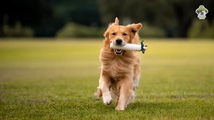 Cách Chăm Sóc, Vệ Sinh Chó Golden