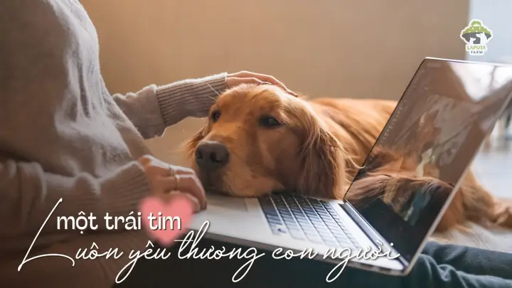 Thân Thiện, Trung Thành