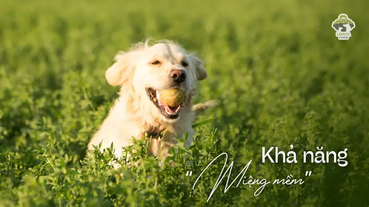 Đặc Điểm Ngoại Hình Của Giống Golden