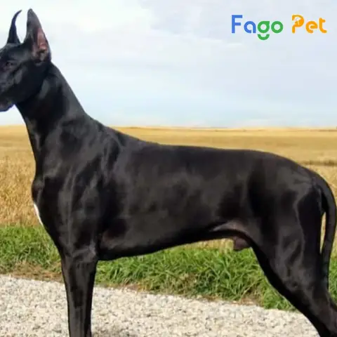 Chó Great Dane Giá Tại Việt Nam Hiện Nay