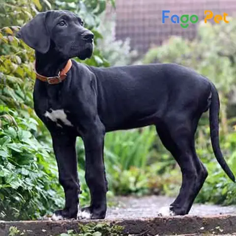 Khi Mua Chó Great Dane Bạn Cần Lưu Ý Những Điều Gì?