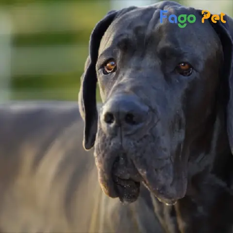 Tỉ Lệ Thuần Chủng Và Nguồn Gốc Mua