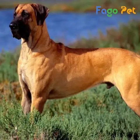 Kích Thước Và Độ Tuổi