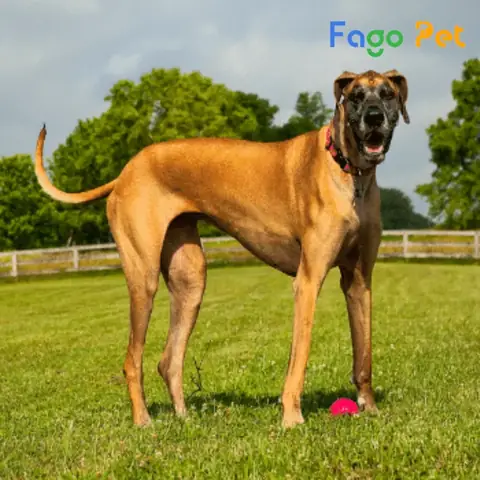 Những Lưu Ý Khi Mua Chó Great Dane Giá Rẻ