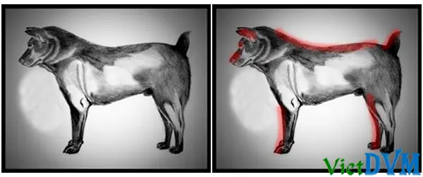 Một Vài Tiêu Chuẩn Quan Trọng Lựa Chọngiống Chó H’mông Cộc Đuôi.