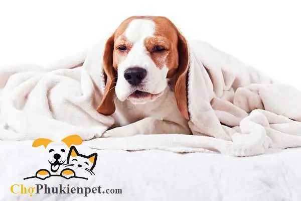 Cách Chữa Chó Bị Hắt Xì Liên Tục